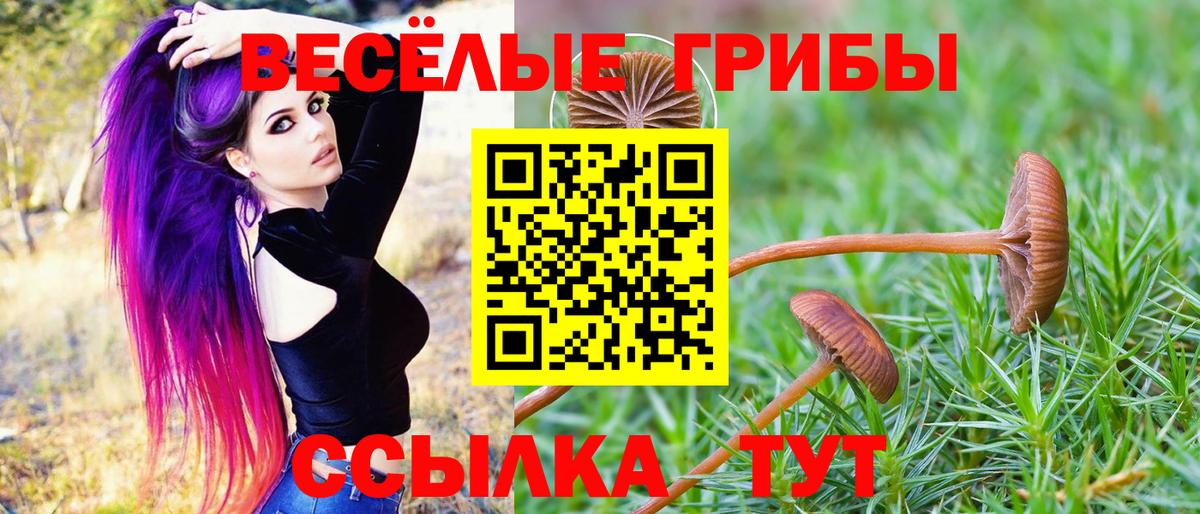 Псилоцибиновые грибы Cubensis Сургут